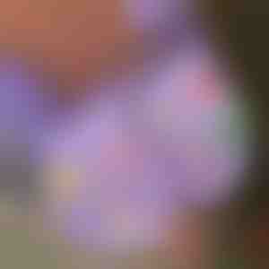 Vianočné svietiace ozdoby na obuv (7ks) | SHINETAGS