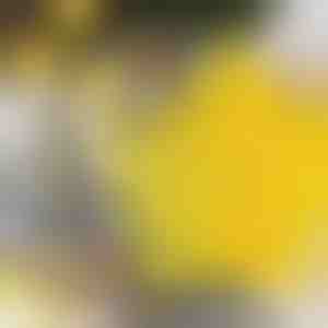 Vykrajovače na sušienky v tvare hviezdy (6 ks) | STARCUTS