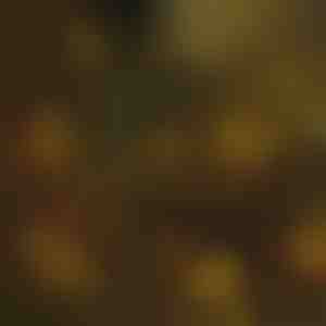 Osvetlenie vianočného stromčeka | IZIGLOW