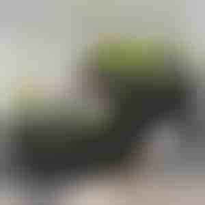 Pestovateľský box | BOTANITKO