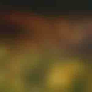 Solárna svetelná reťaz so 6 LED žiarovkami | SOMPEX